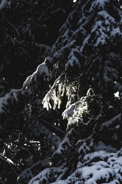 Green pine is covered by snow
